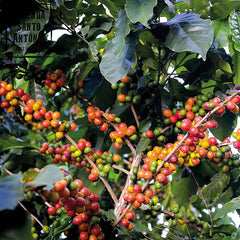 Filterkaffee Rio RUFINO