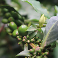 Espresso MERU